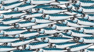 CHE LE SARDINE NON FINISCANO IN PADELLA